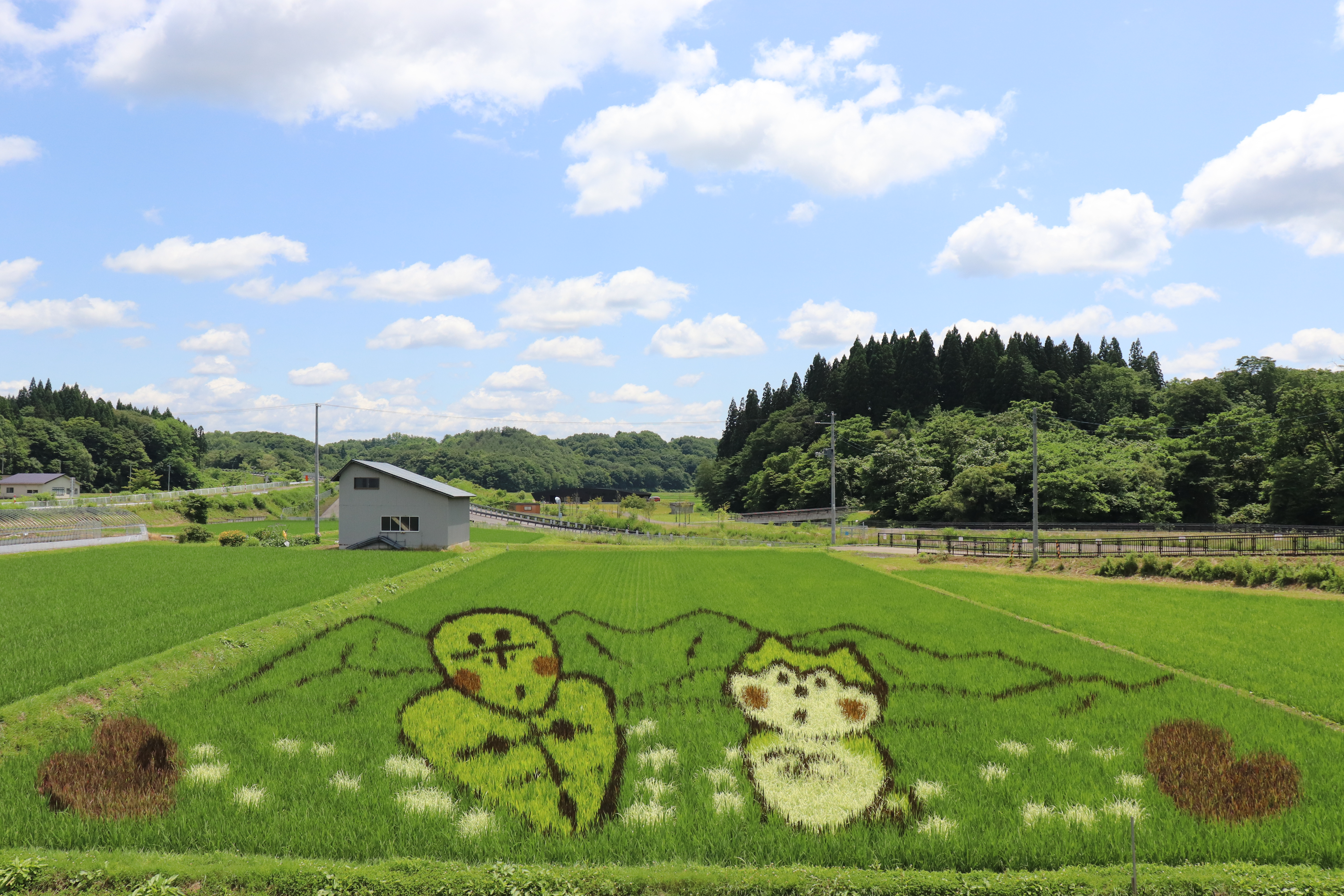 秋田内陸線沿線の田んぼアートが見頃を迎えています！