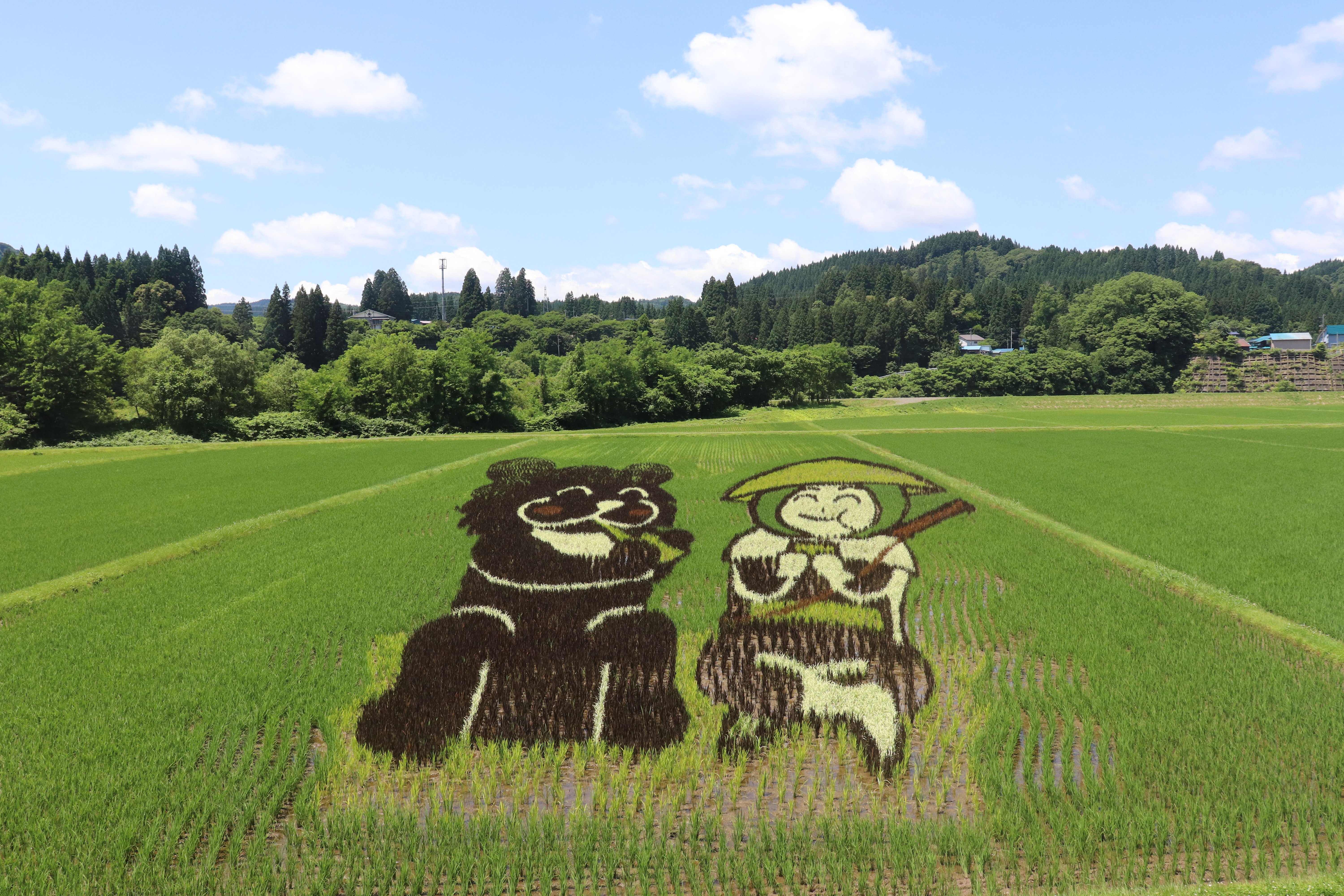 秋田内陸線沿線の田んぼアートが見頃を迎えています！