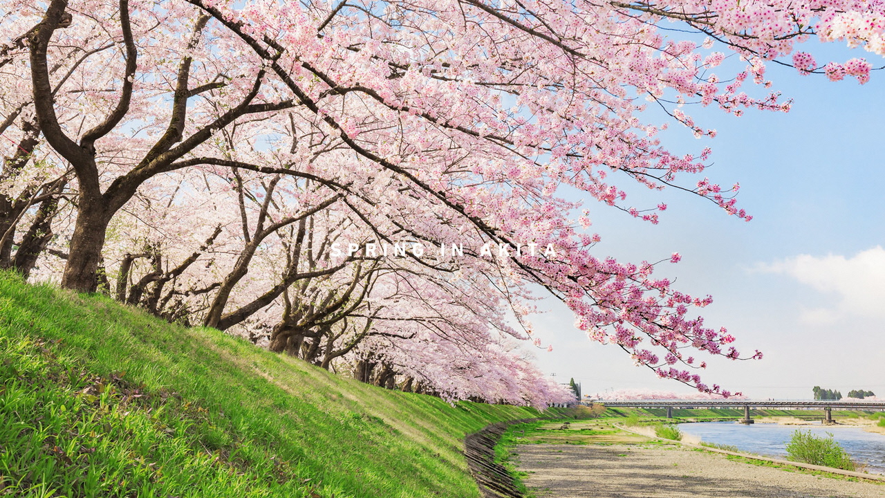 秋田の桜、開花情報ページを公開