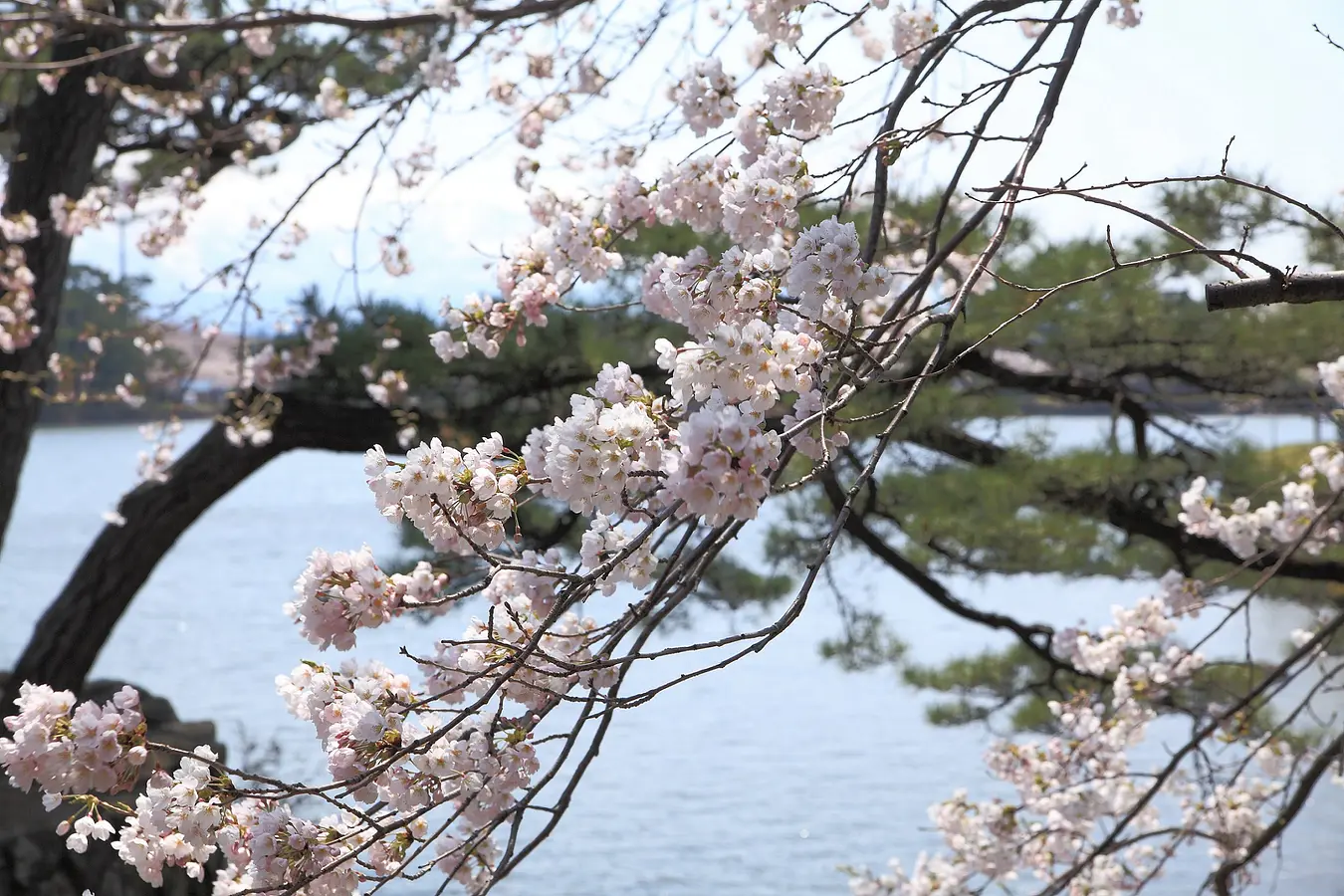 勢至公園