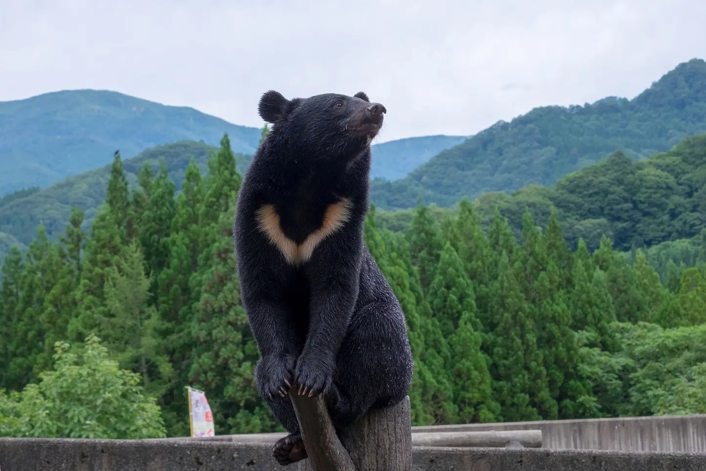 くまくま園