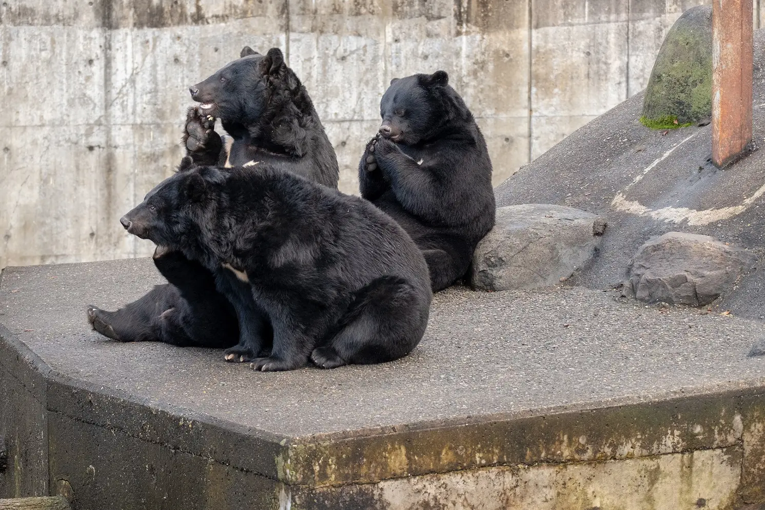 くまくま園