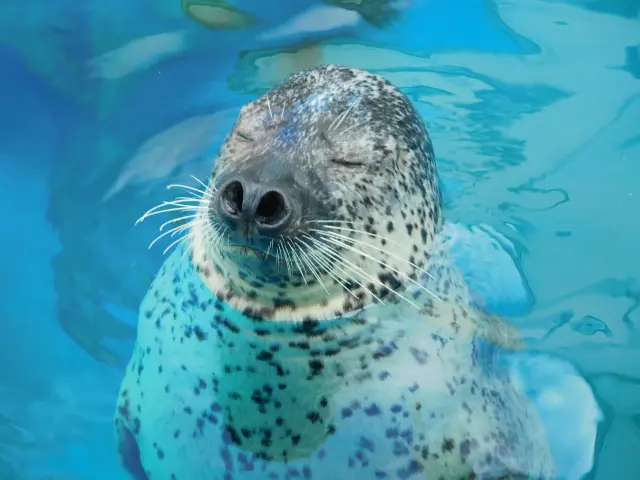 男鹿水族館GAO