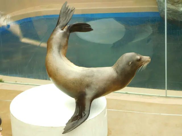 男鹿水族館GAO