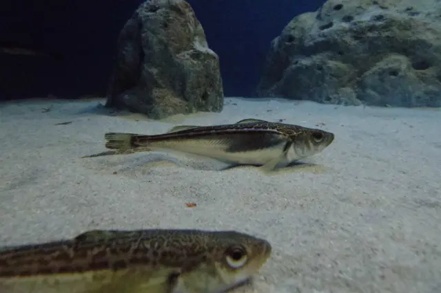 男鹿水族館GAO