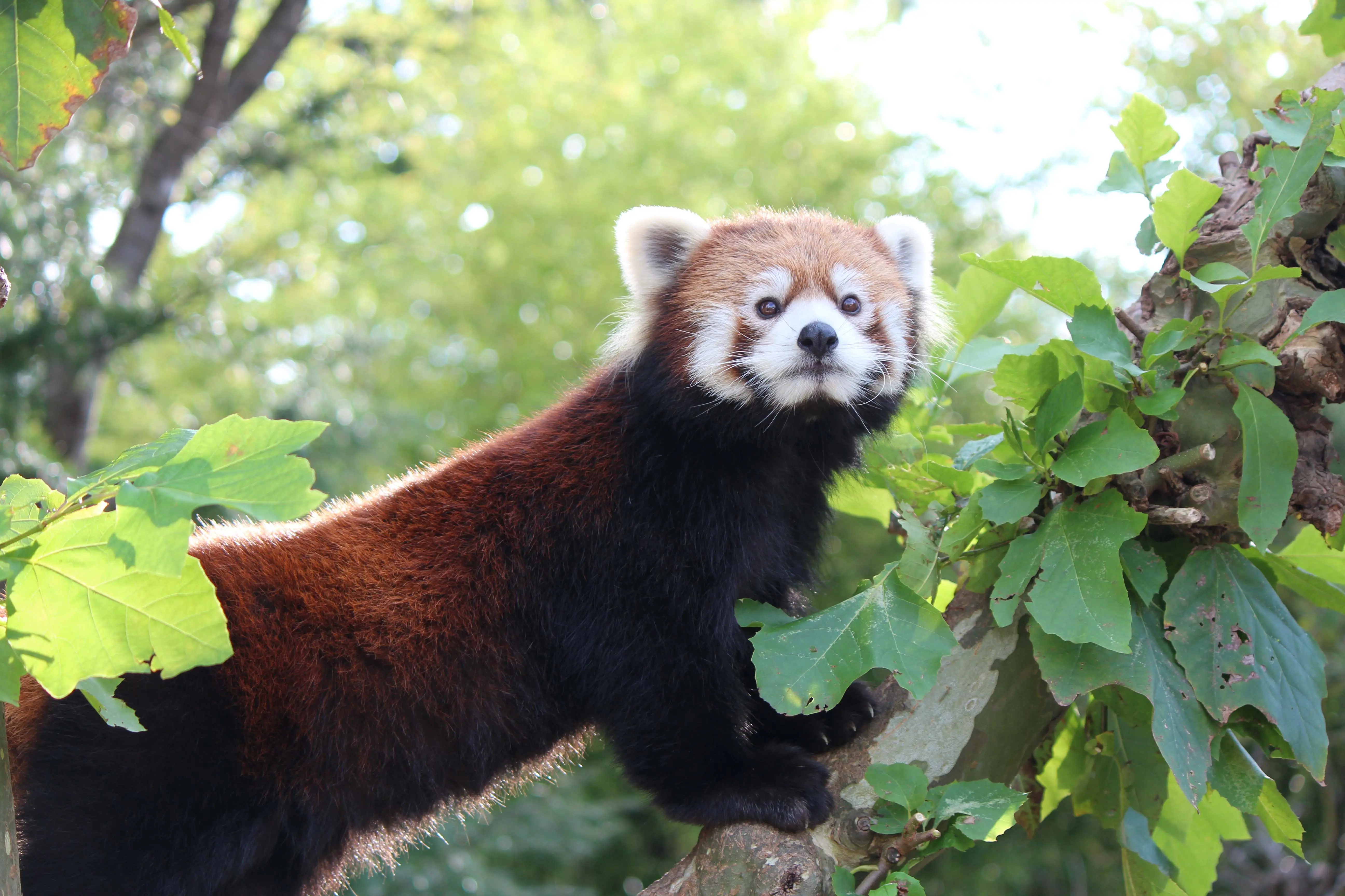 秋田市大森山動物園〜あきぎんオモリンの森〜