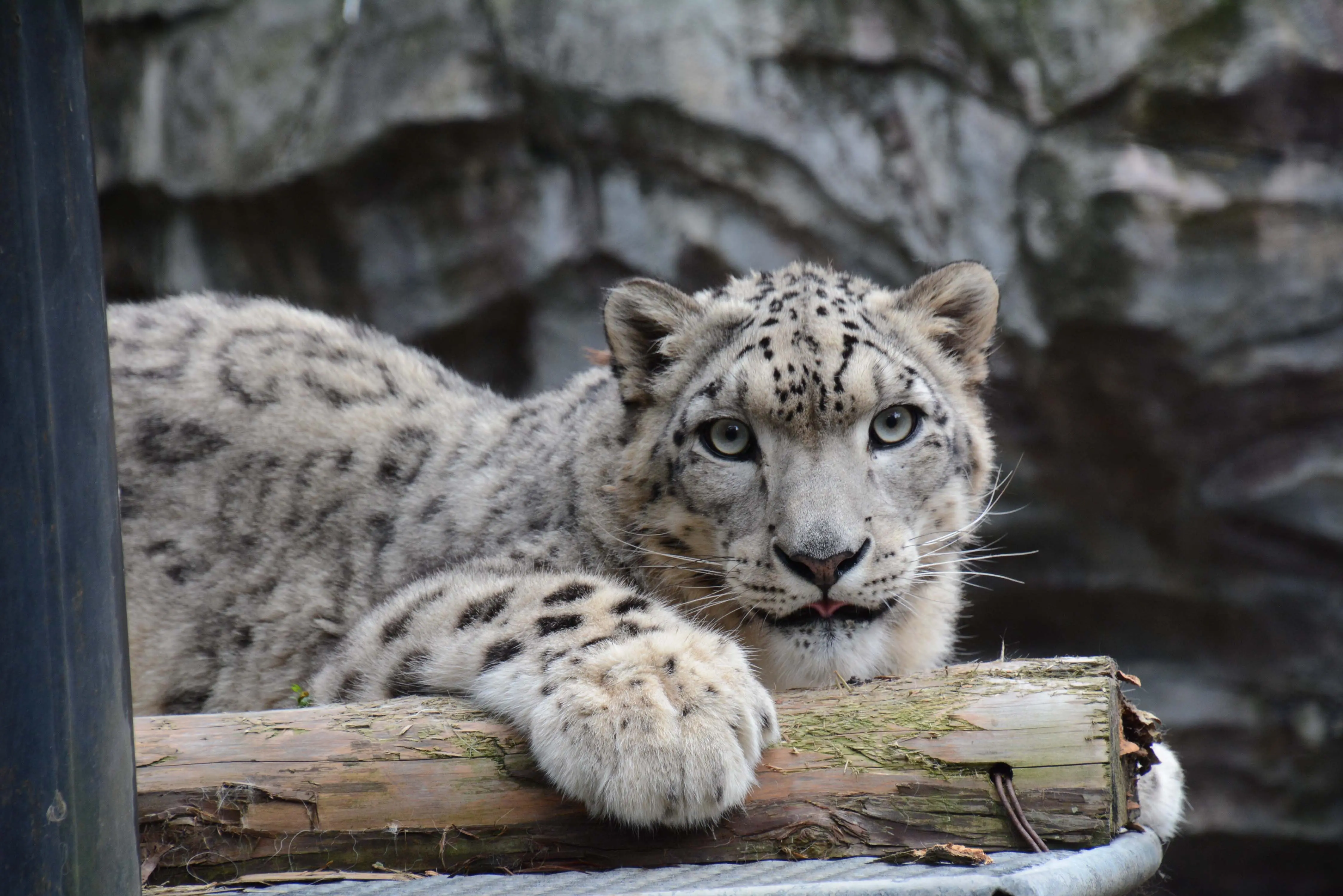 秋田市大森山動物園〜あきぎんオモリンの森〜