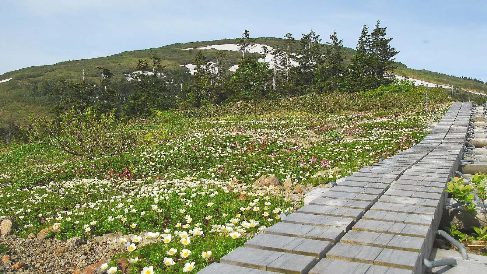 ローカル線で行く花の百名山・森吉山　絶景秋田旅 | ブランニューアキタ | アキタファン