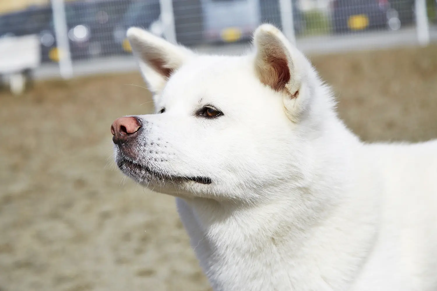 秋田犬ステーション