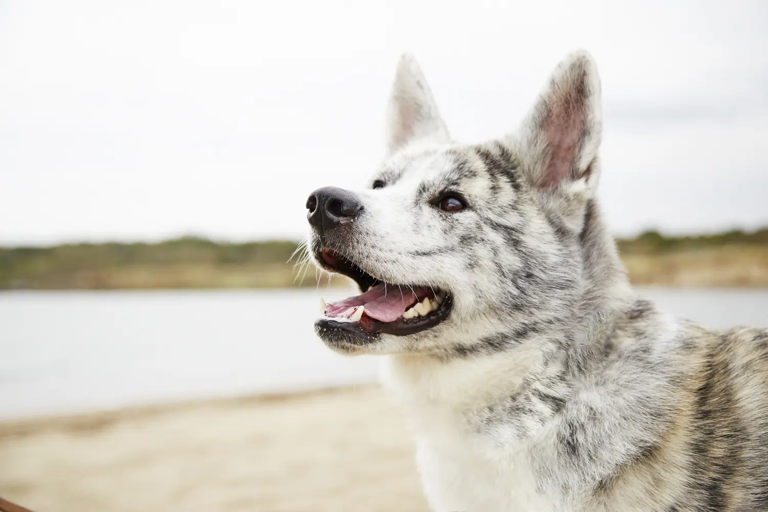 秋田犬ステーション