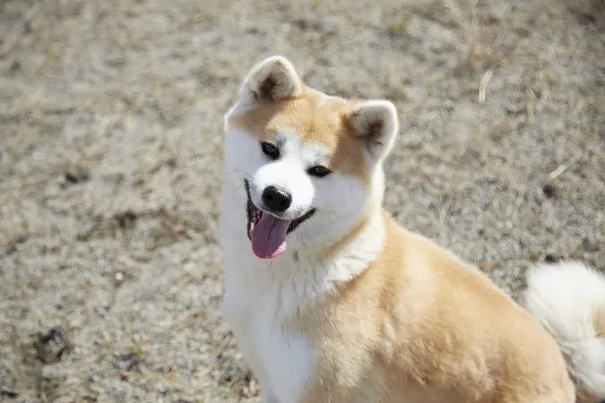 秋田犬ステーション