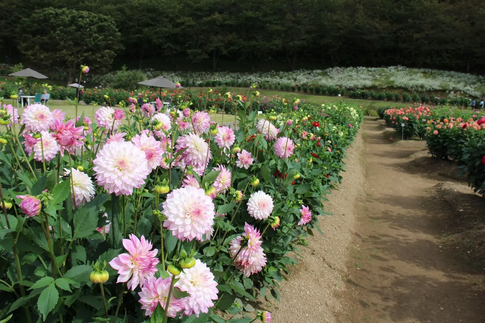 秋田国際ダリア園