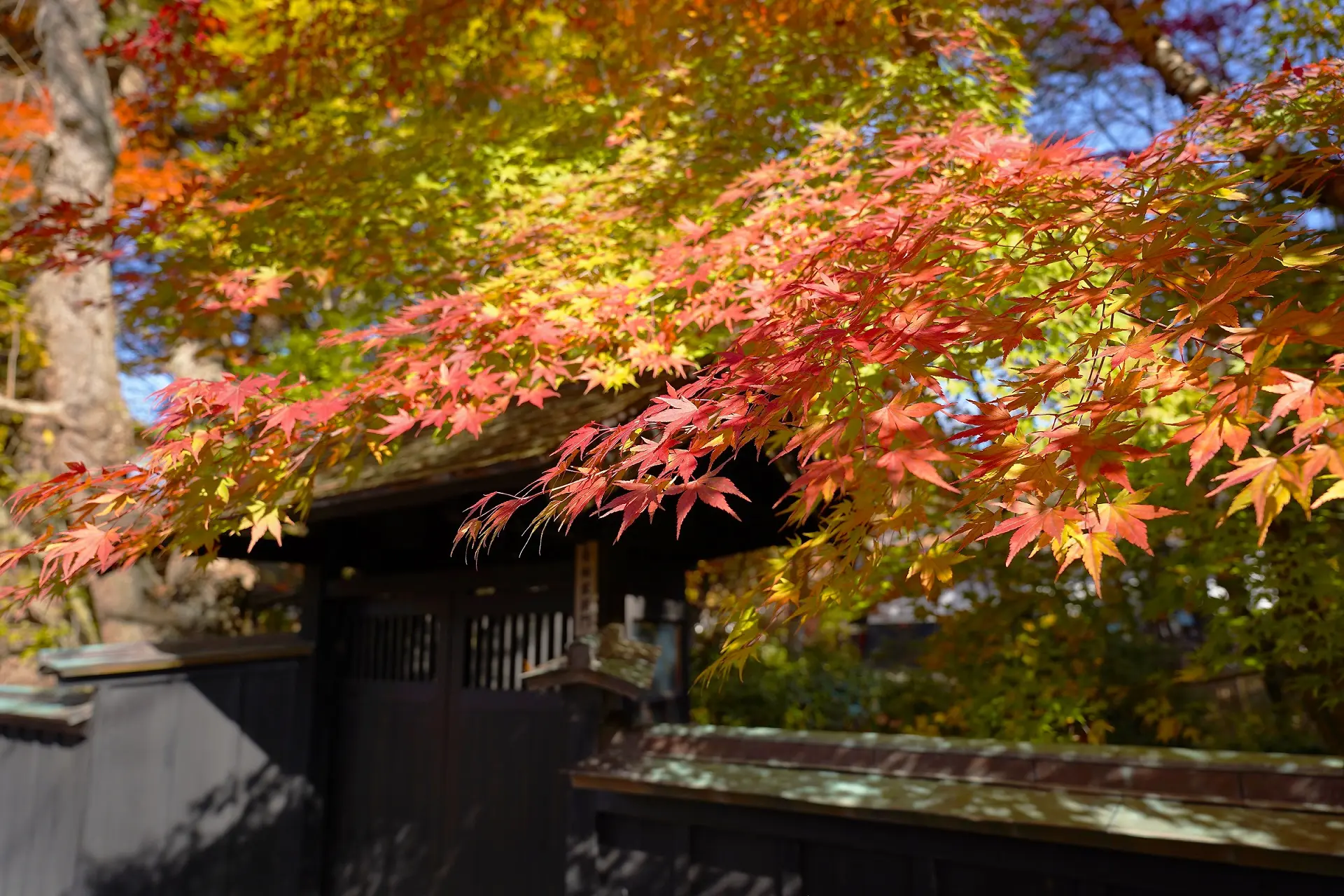 角館の武家屋敷通りの紅葉