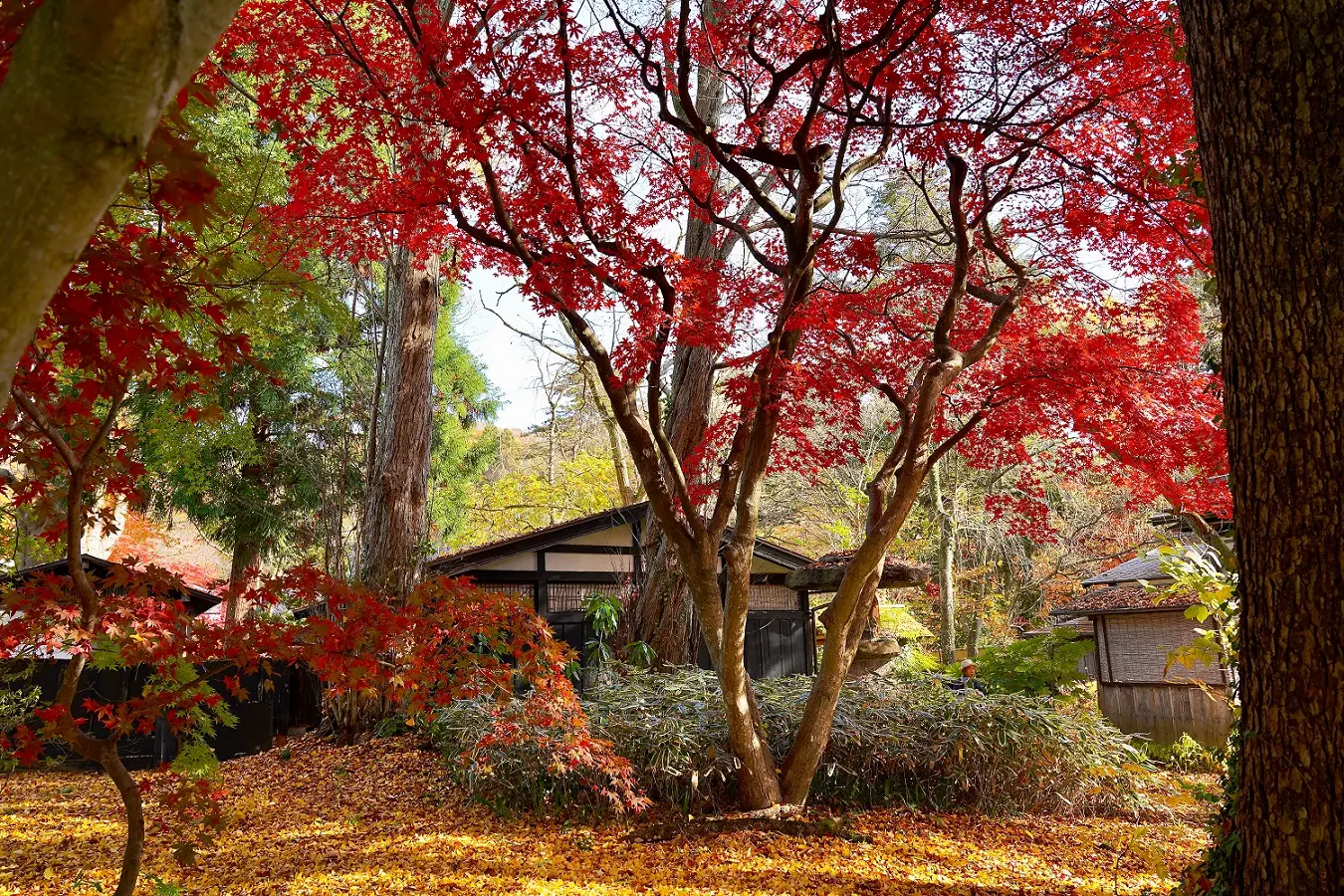 角館の武家屋敷通りの紅葉