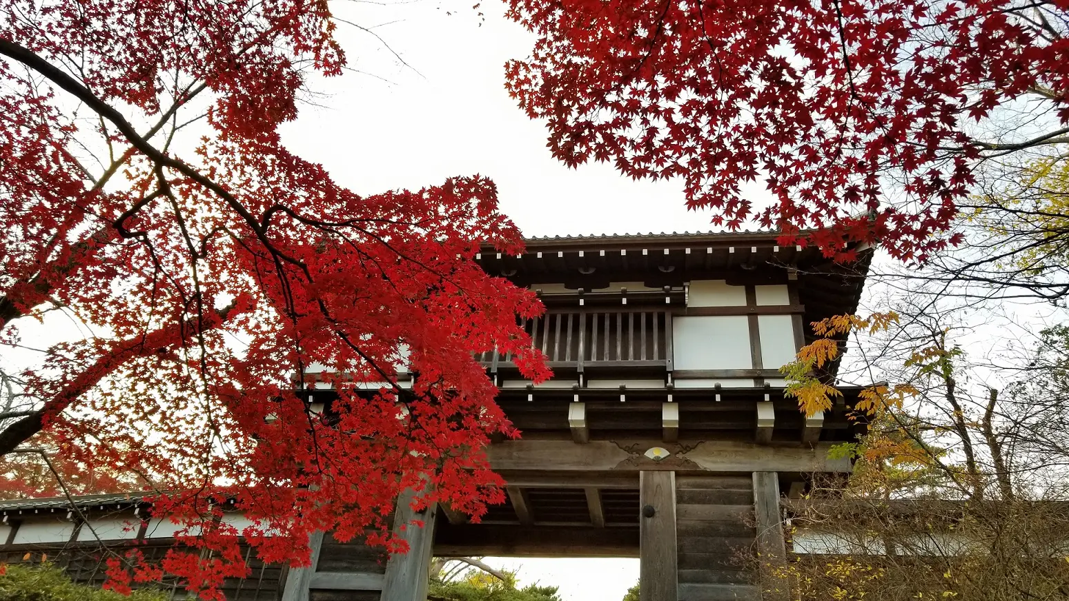 千秋公園の紅葉