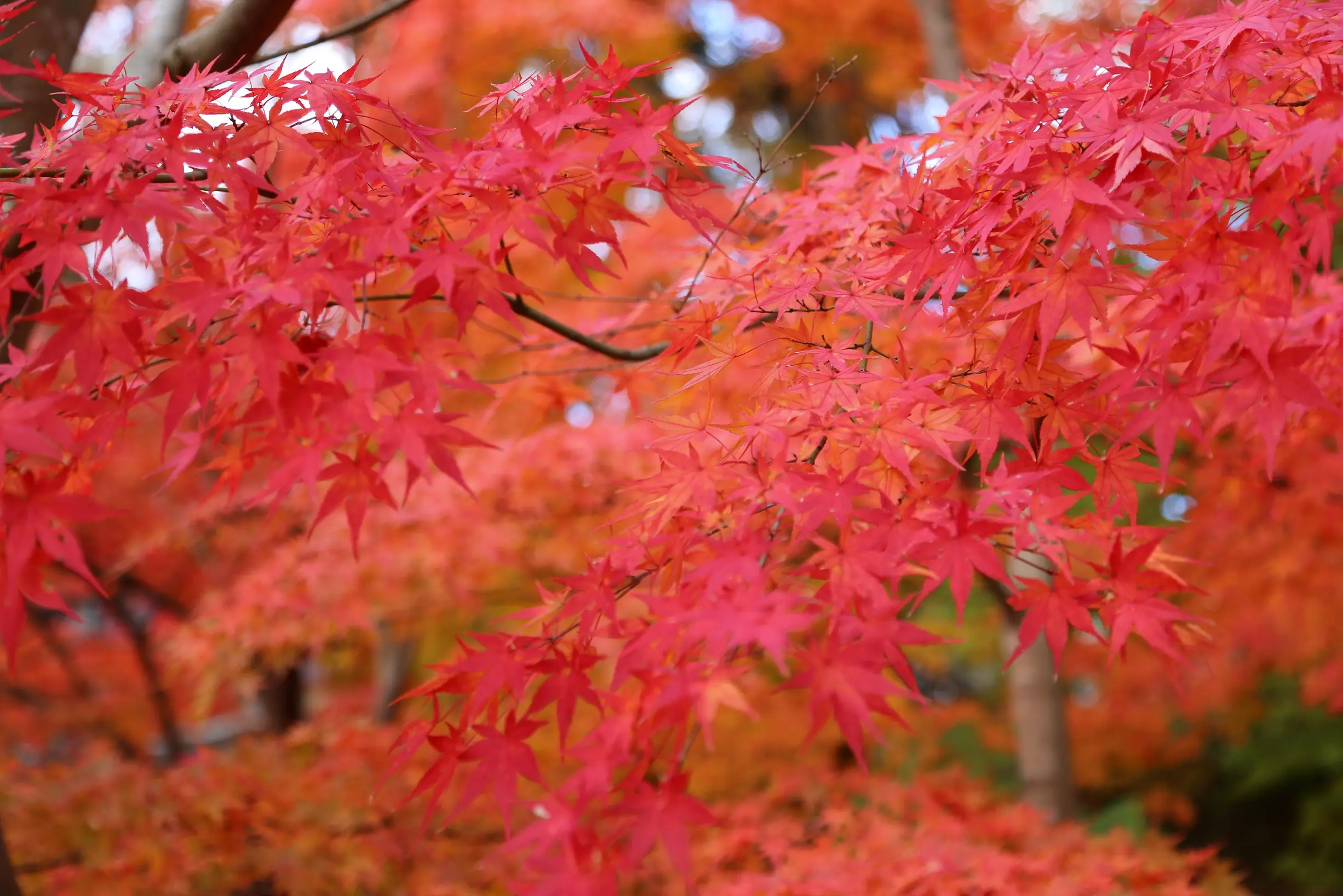 大龍寺の紅葉