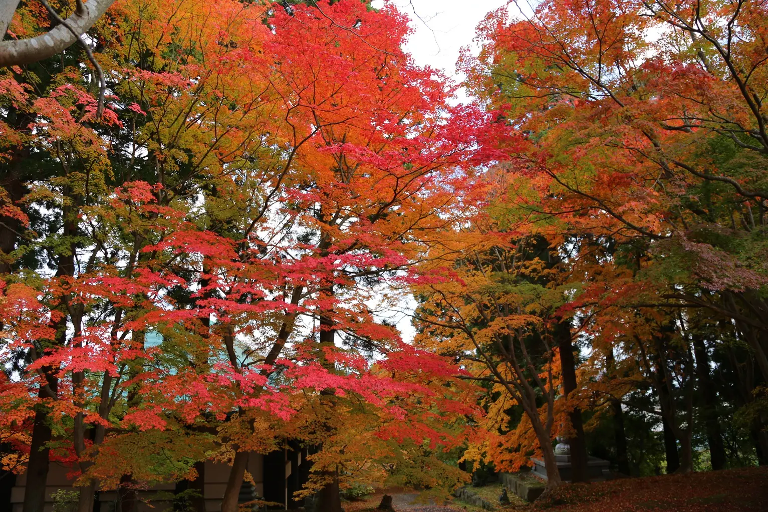 大龍寺の紅葉