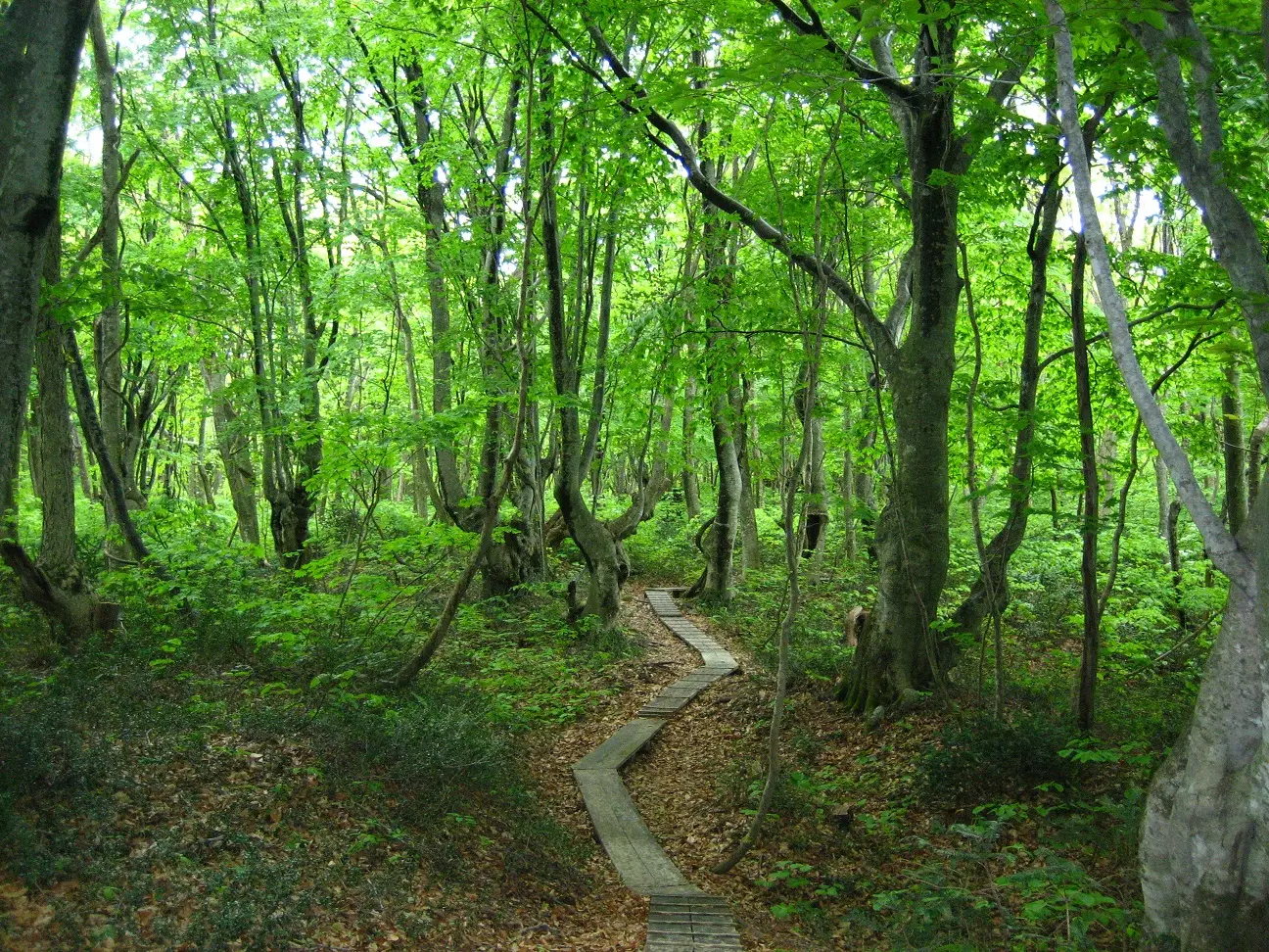 中島台・獅子ヶ鼻湿原