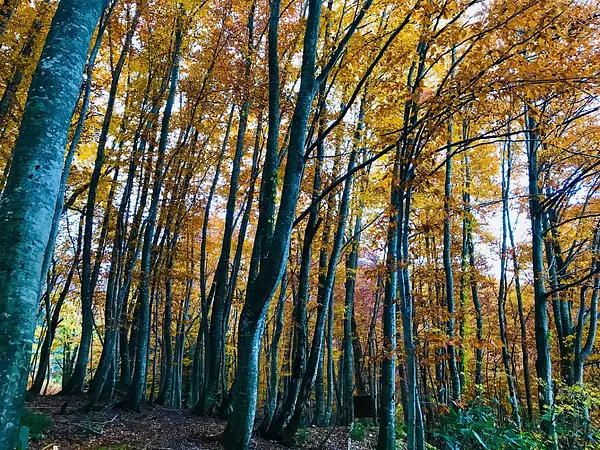 白神山地駒ケ岳の紅葉