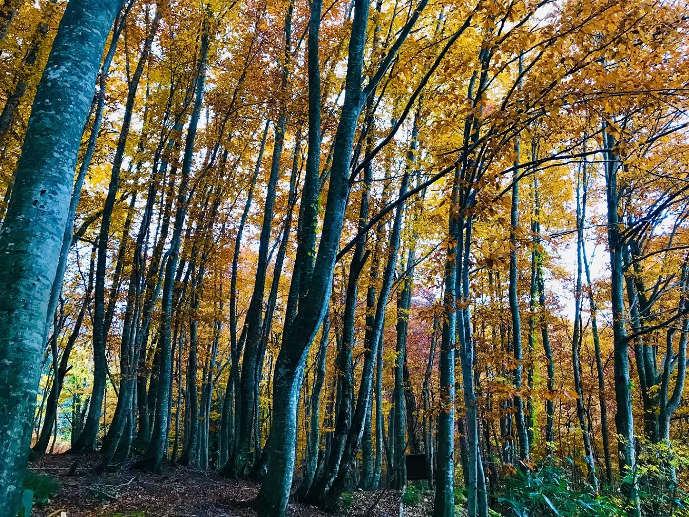 白神山地駒ケ岳の紅葉