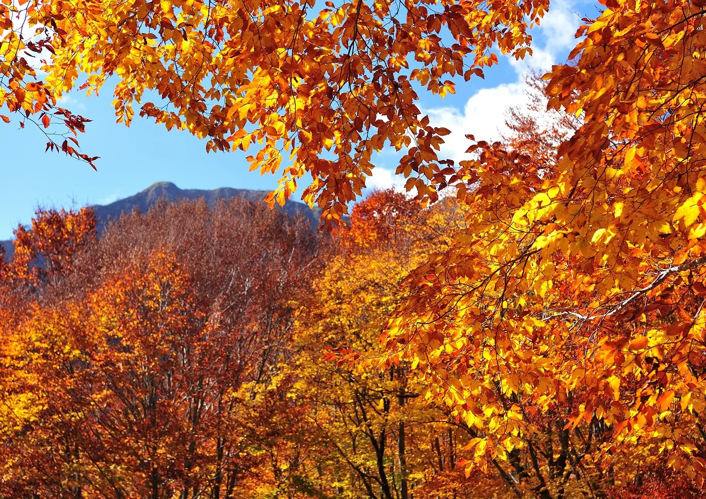 白神山地駒ケ岳の紅葉