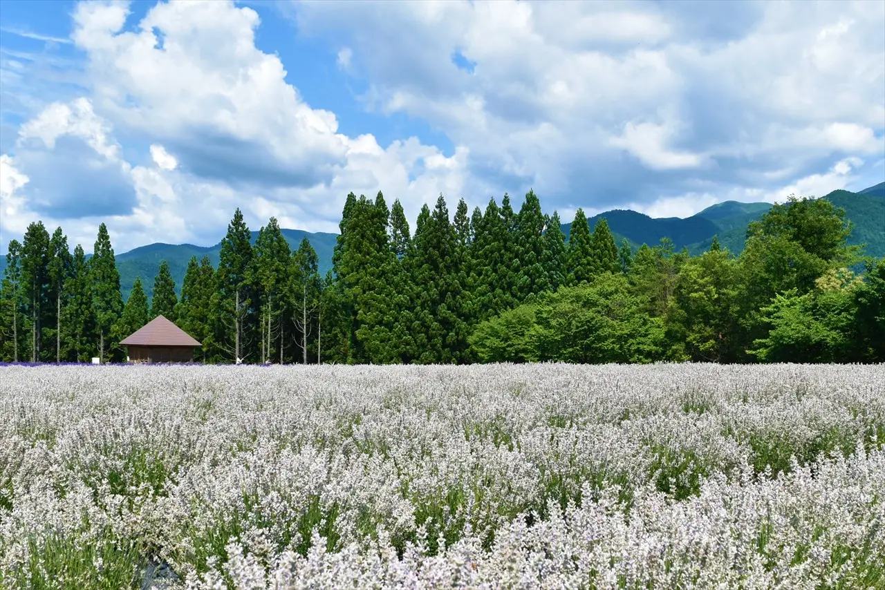 美郷町ラベンダー園