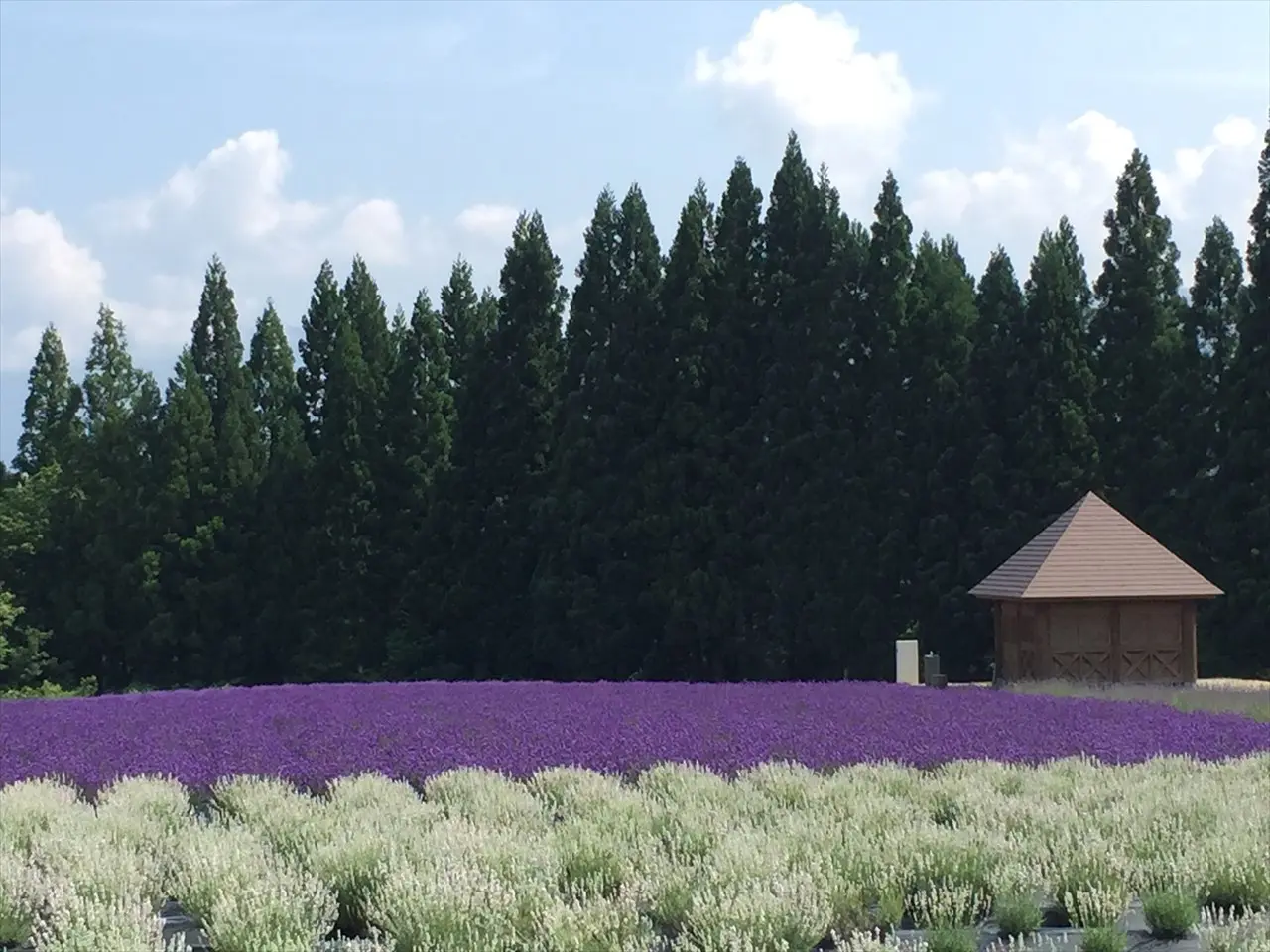 美郷町ラベンダー園