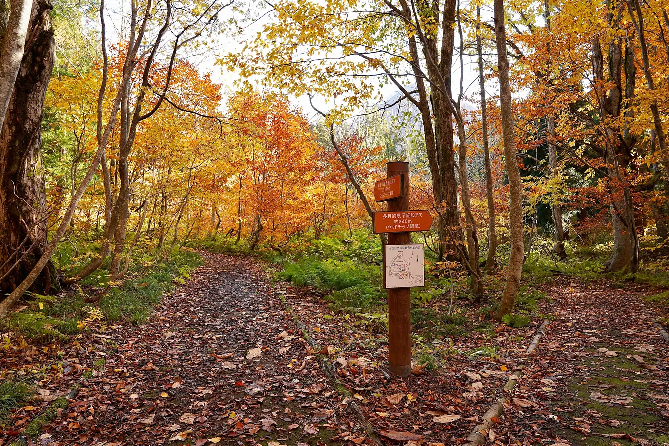 秋田の紅葉めぐり。世界遺産に文化財、秋の絶景特集！ | ブランニューアキタ | アキタファン