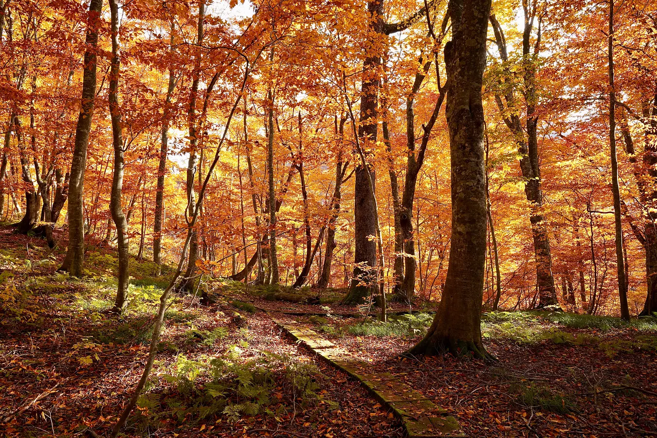 秋田の紅葉めぐり。世界遺産に文化財、秋の絶景特集！ | ブランニューアキタ | アキタファン