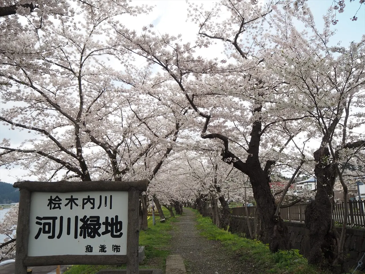 桧木内川堤のソメイヨシノ