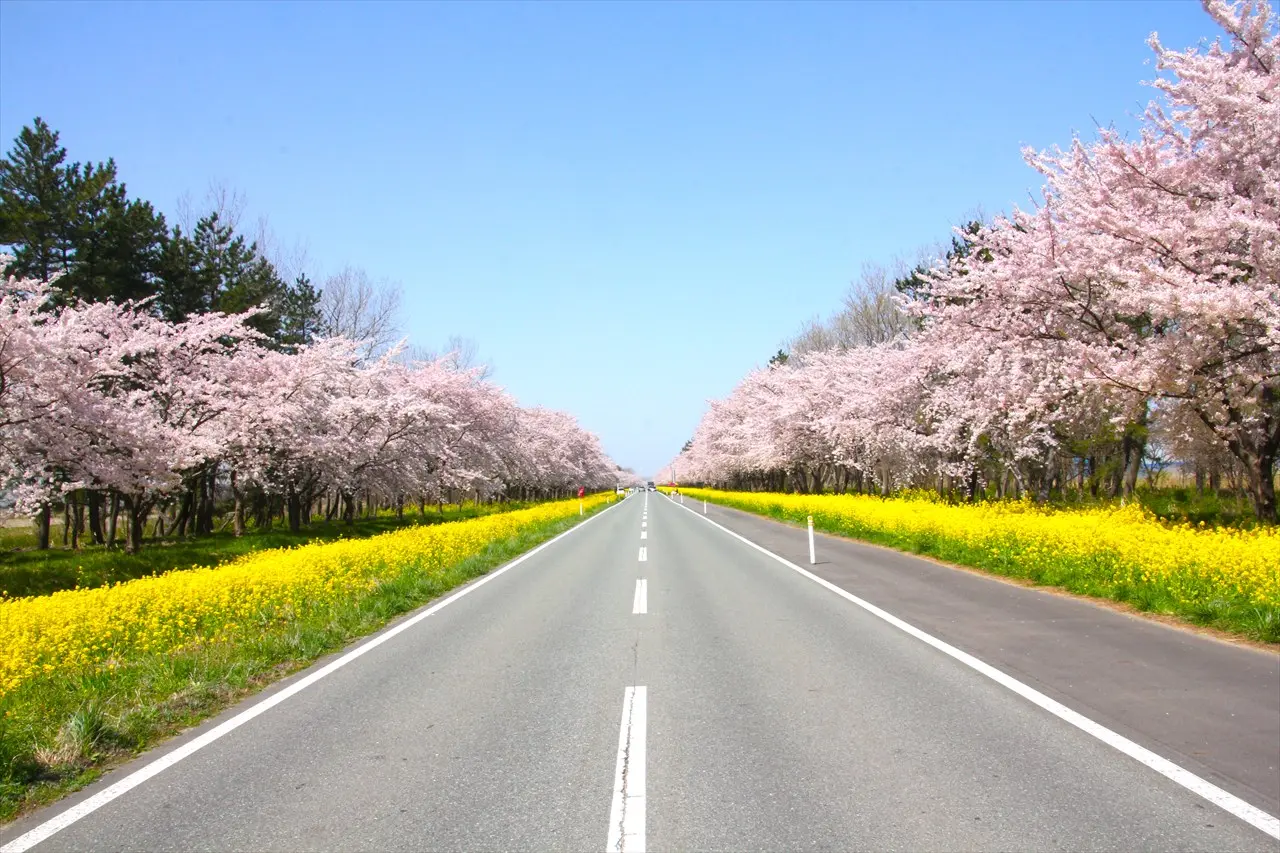 桜と菜の花ロード