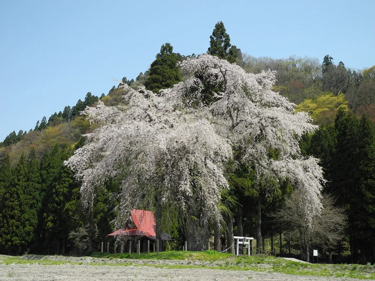 おしら様の枝垂れ桜