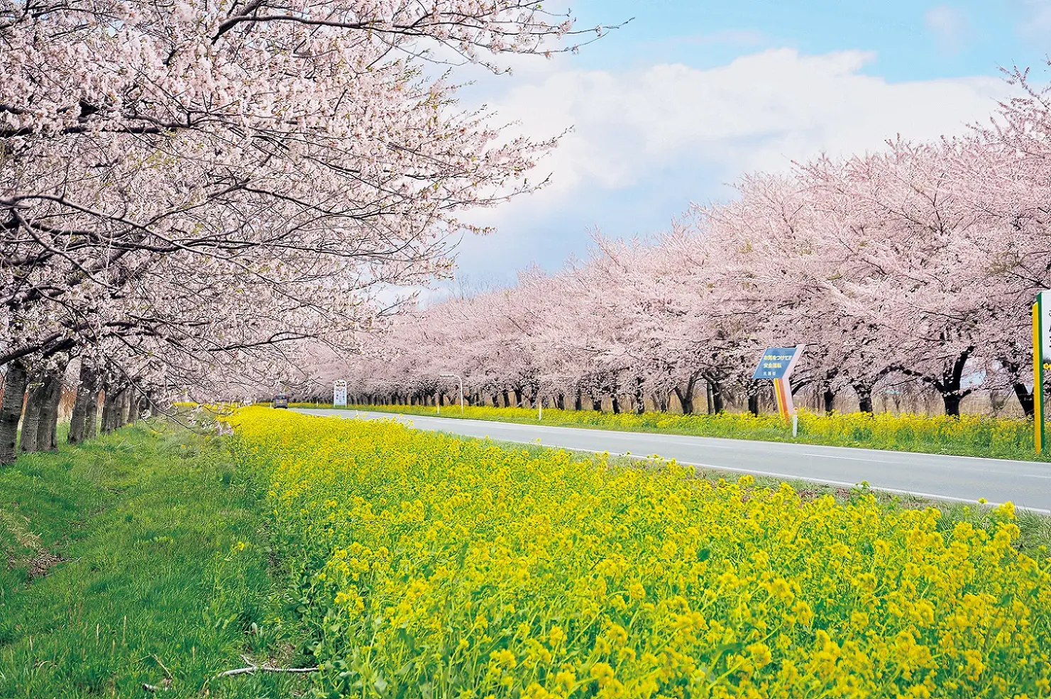 桜・菜の花ロード