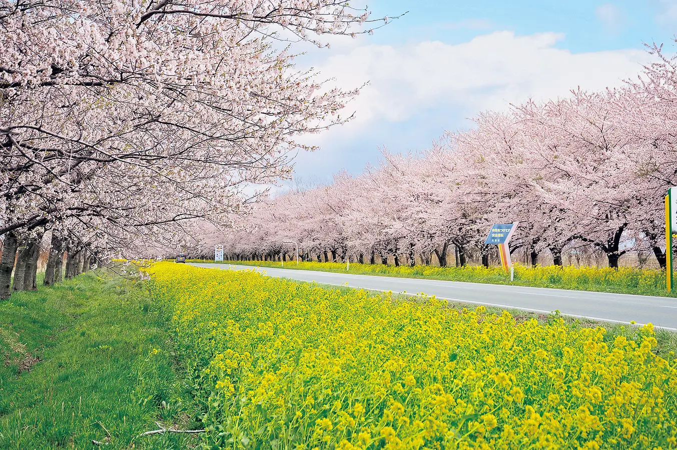 04桜と菜の花ロード