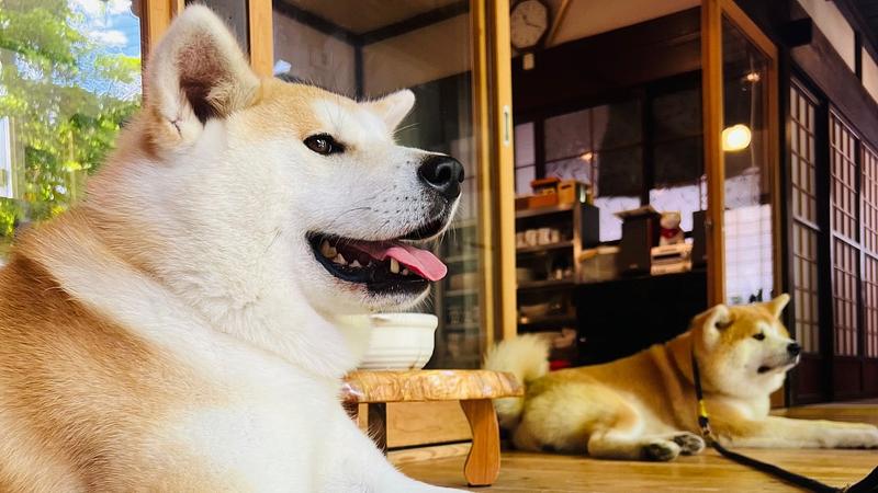 車なし　秋田犬　女子旅