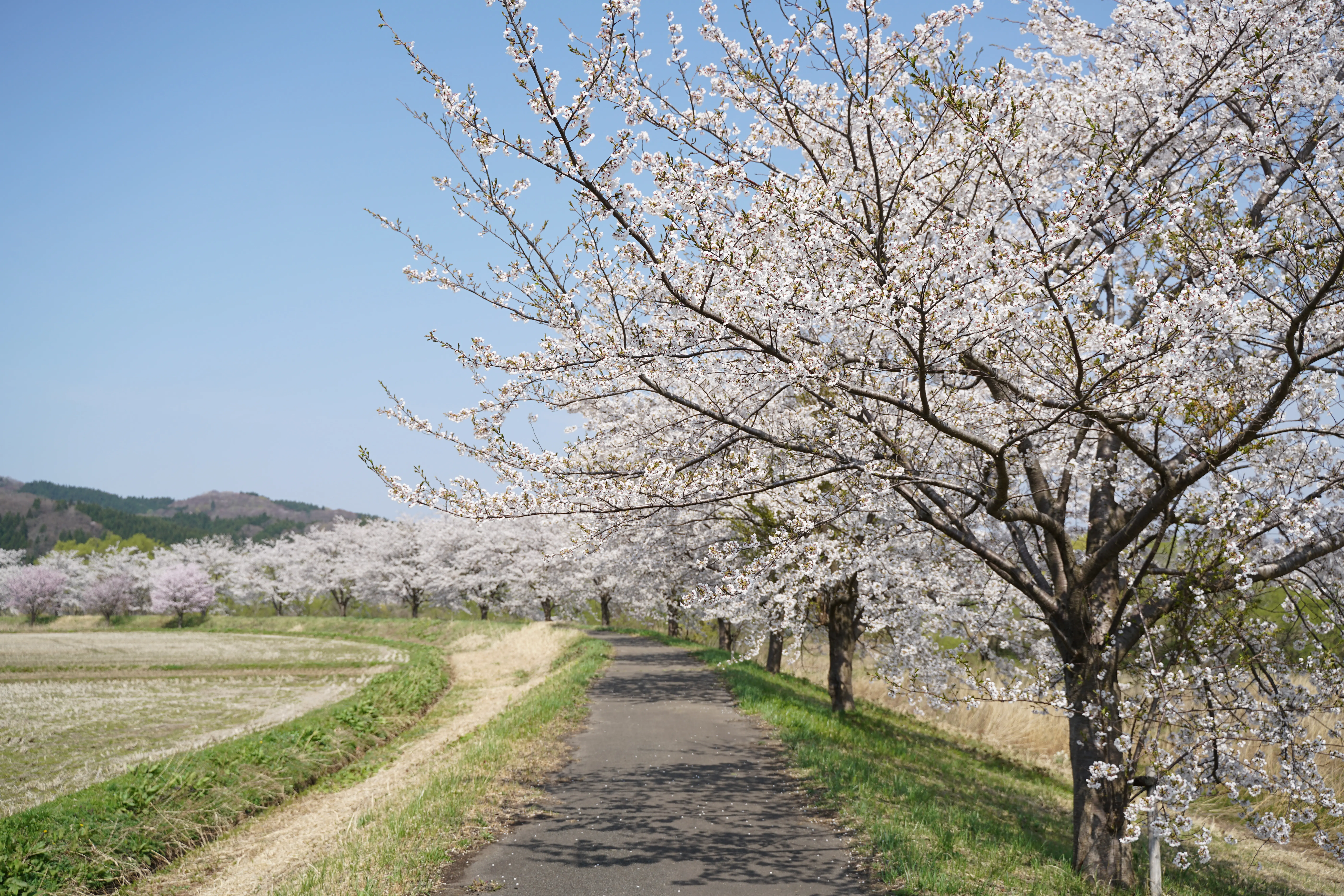 芋川の桜づつみ【由利本荘市】