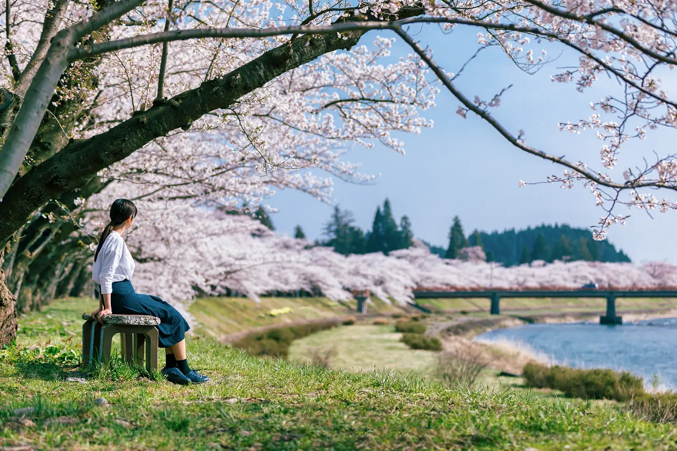 桧木内川堤の桜