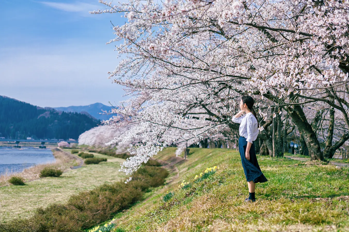 桧木内川堤の桜 2