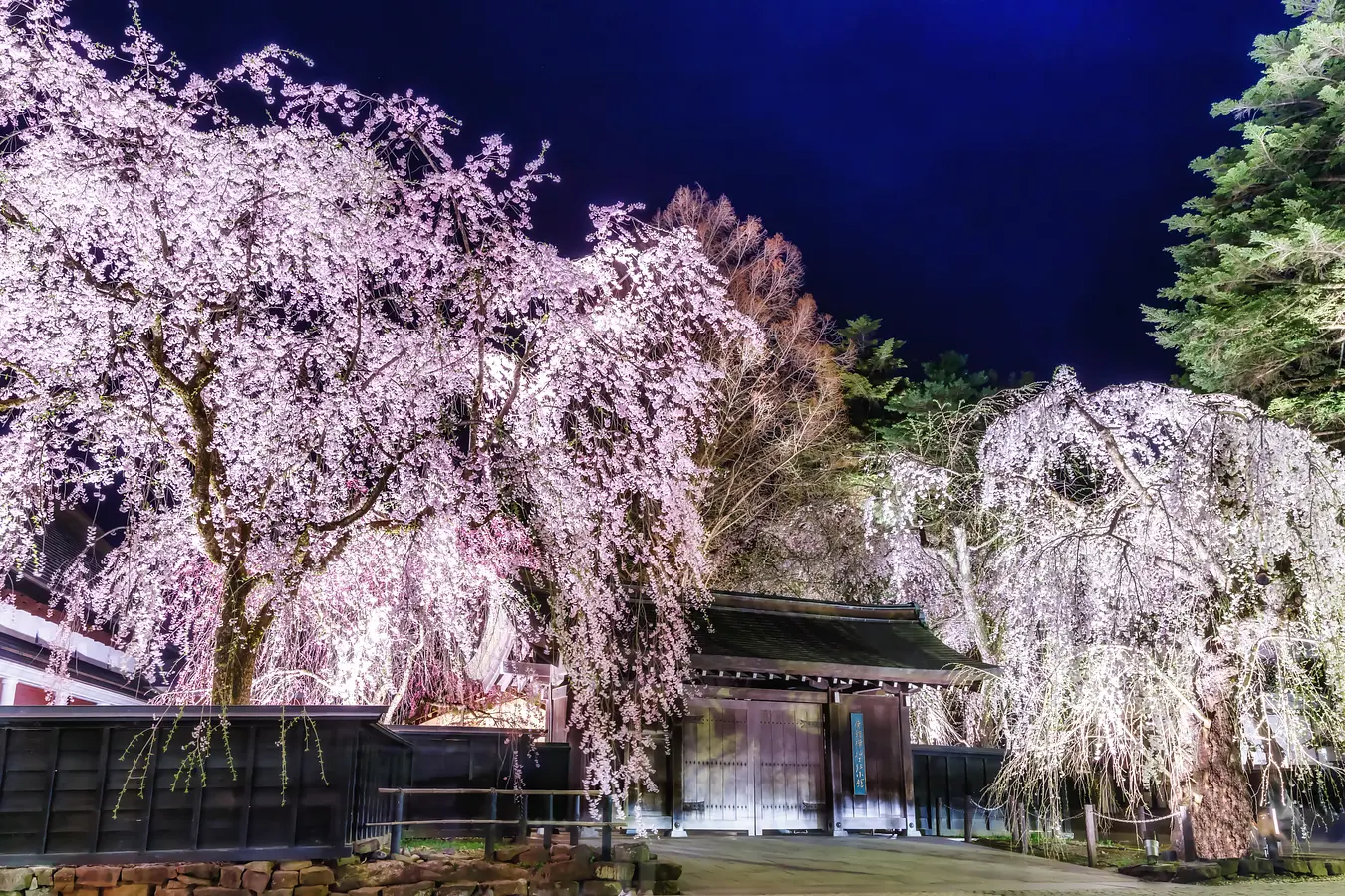 角館・武家屋敷通りの桜 夜桜