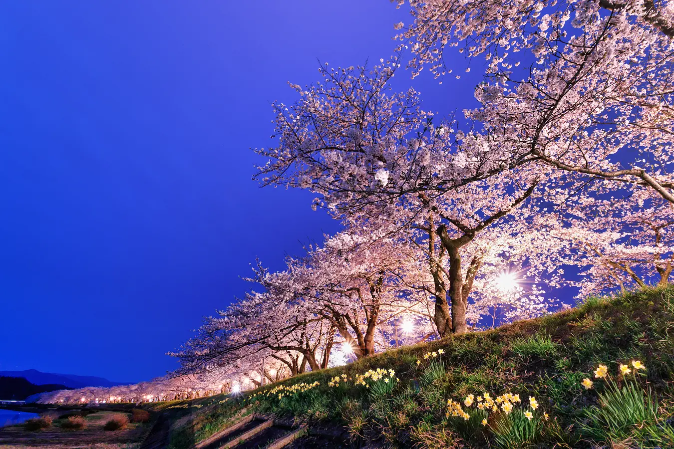 桧木内川堤の桜 夜桜