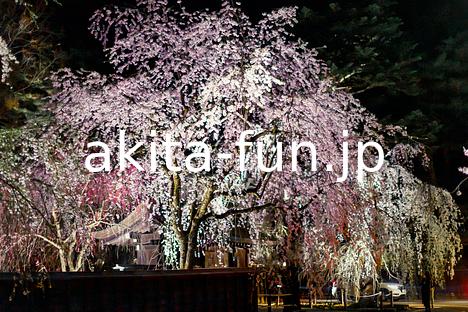 角館・武家屋敷通りの桜 夜桜 2