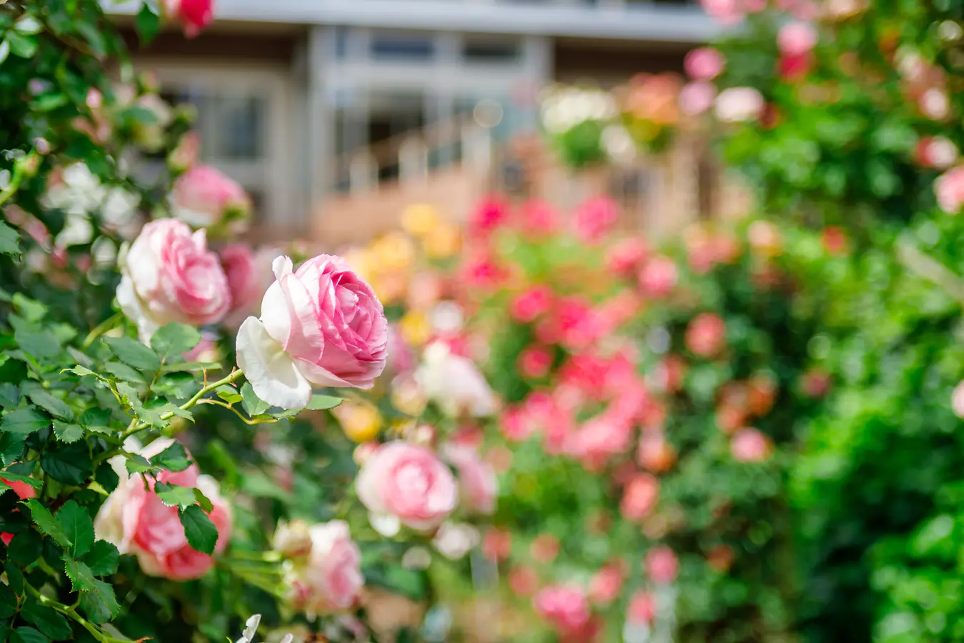 石田ローズガーデン 2