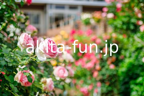 石田ローズガーデン 2