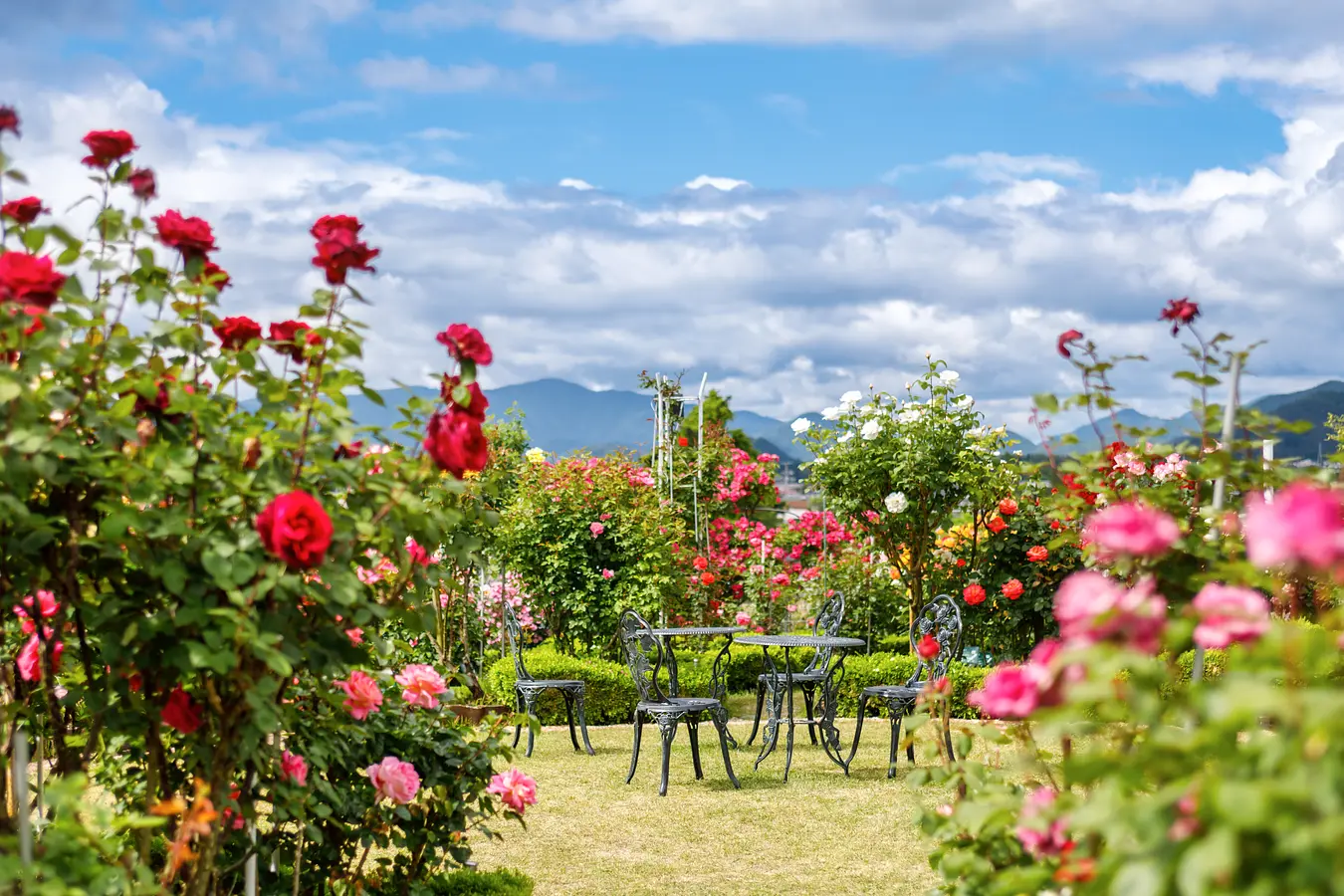 石田ローズガーデン 3