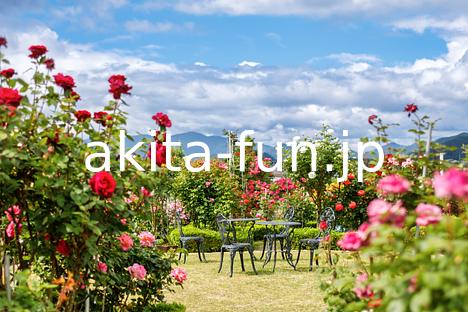 石田ローズガーデン 3