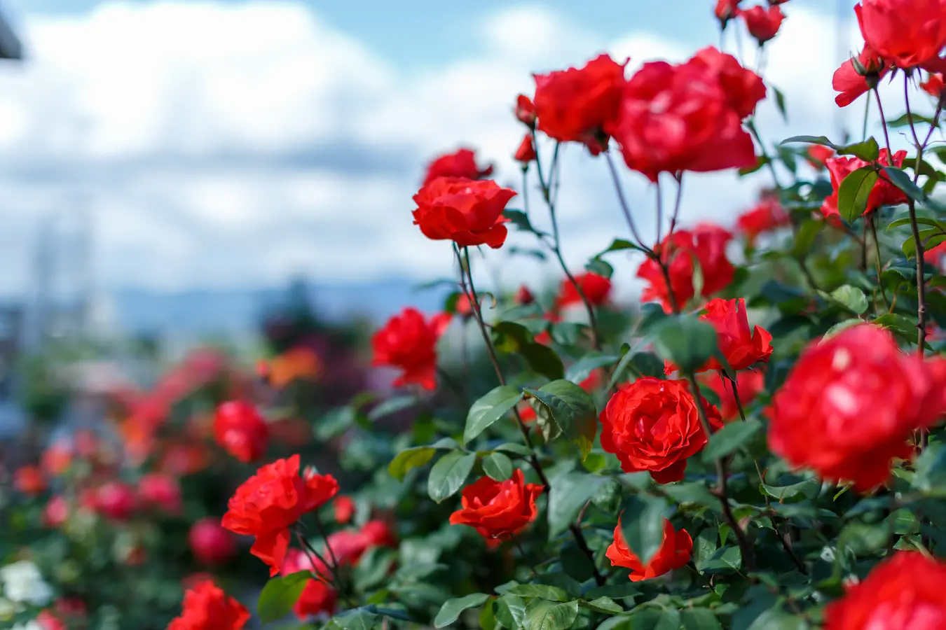 石田ローズガーデン 12