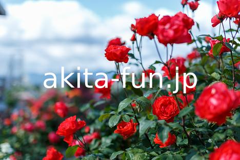 石田ローズガーデン 12