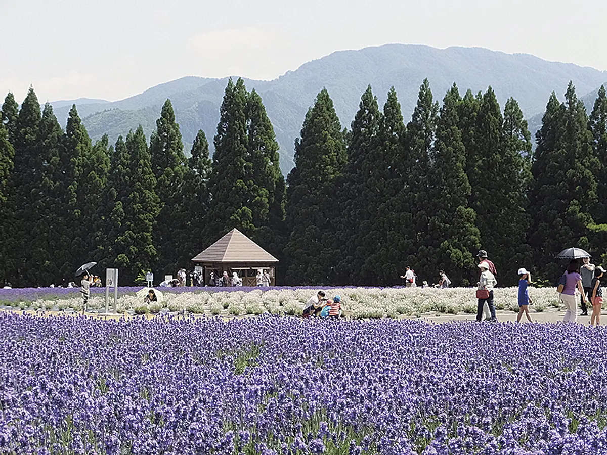 01美郷町ラベンダー園