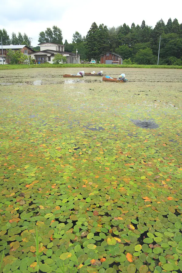 05じゅんさい採り