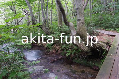 01中島台・獅子ヶ鼻湿原